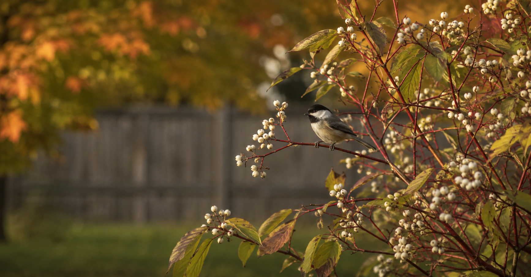 A black-capped chickadee perched on a red osier dogwood branch with white berries in an autumn backyard.