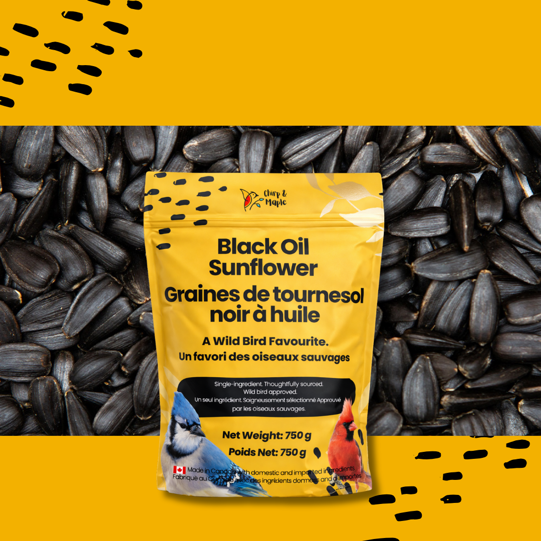 Black Oil Sunflower
