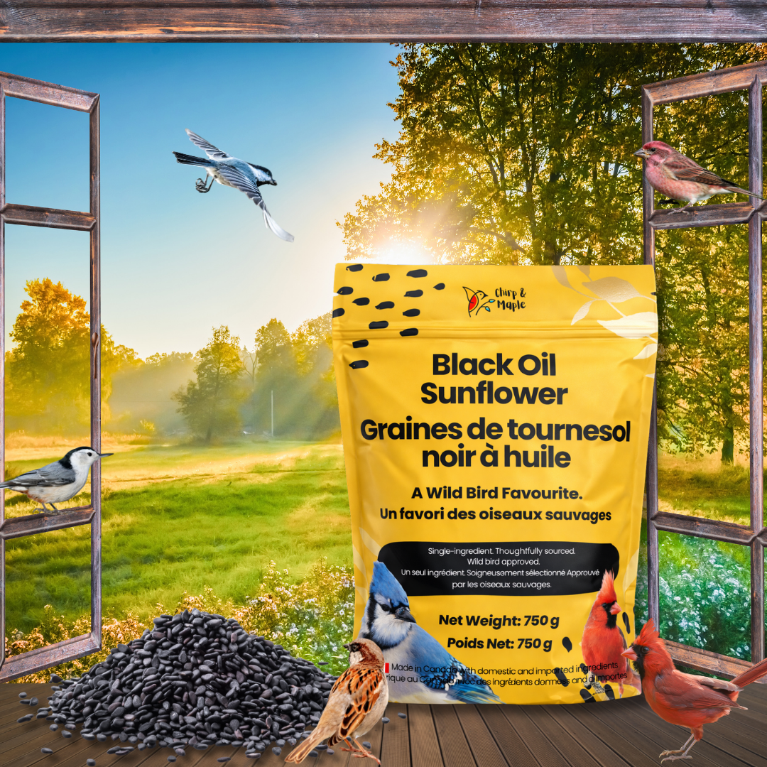Black Oil Sunflower