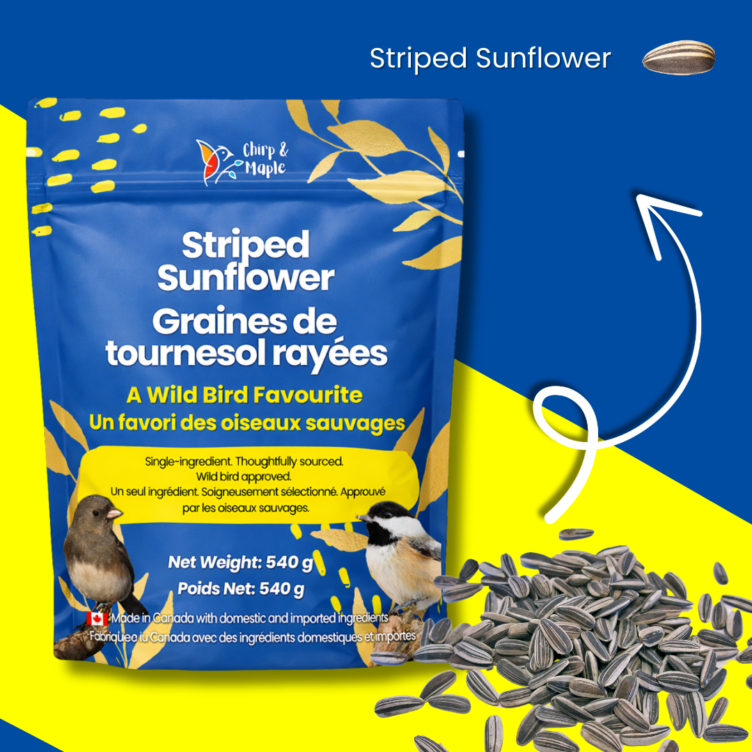Striped Sunflower