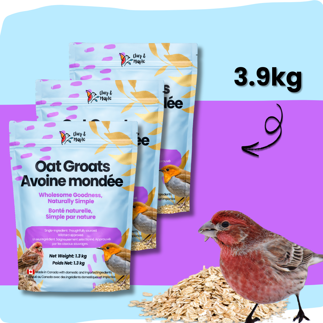 Oat Groats