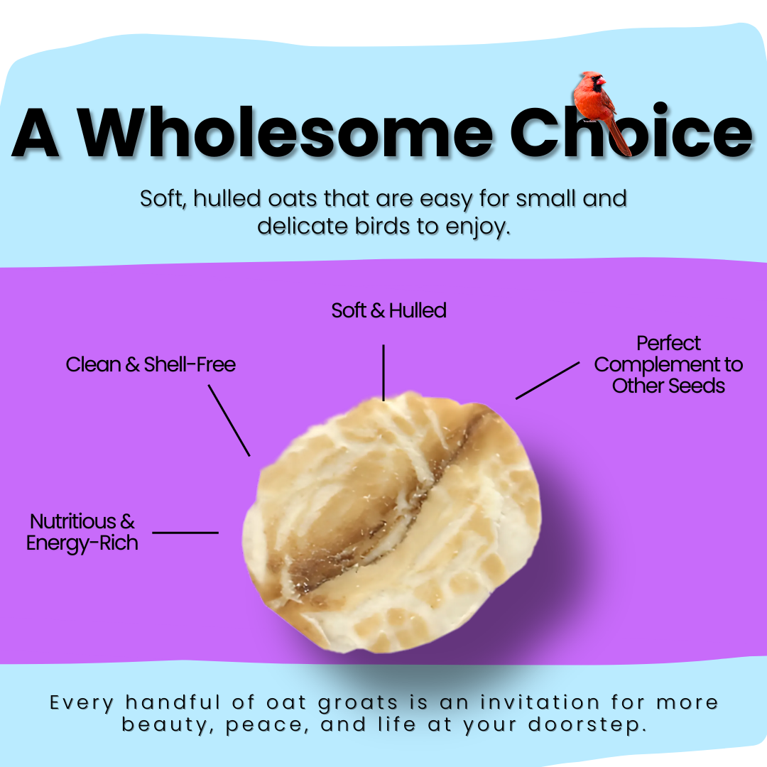 Oat Groats