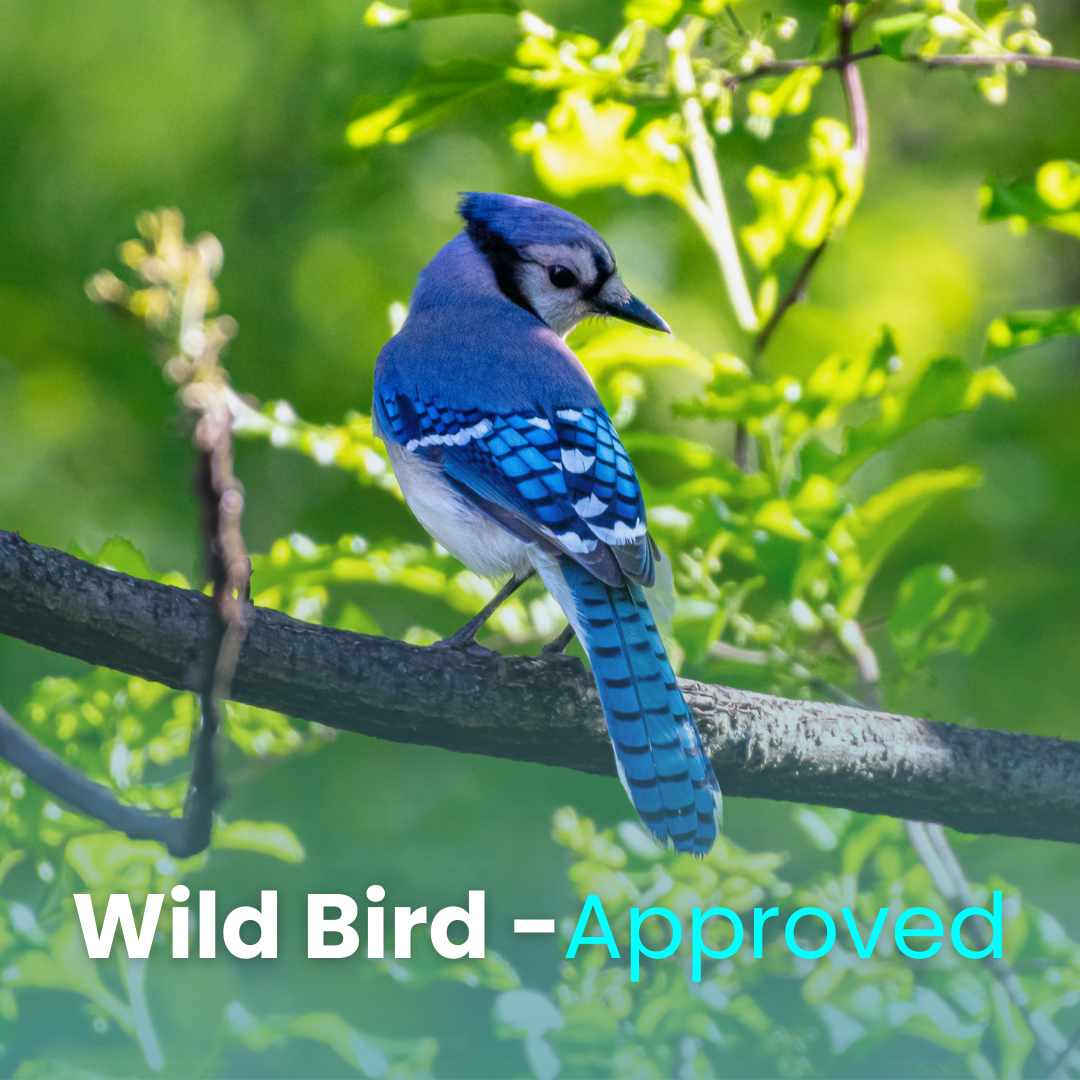 Blue Jays Blend