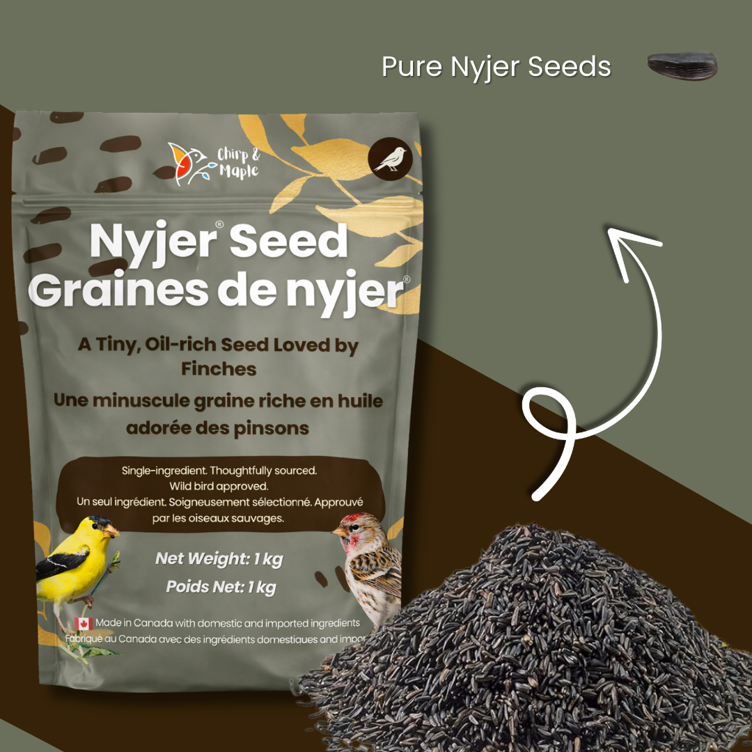 Nyjer Seed