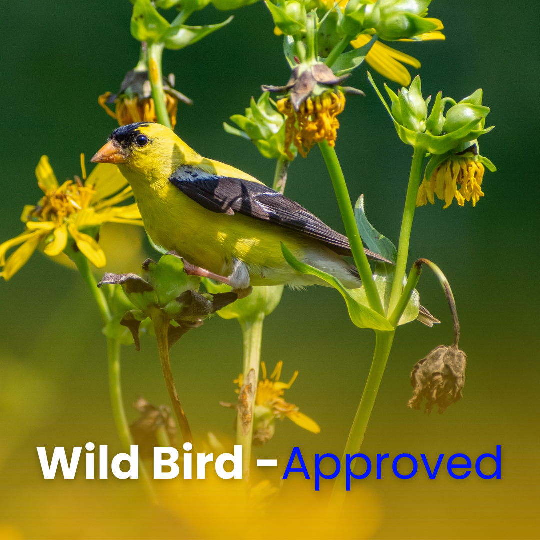 Wild Finch Blend