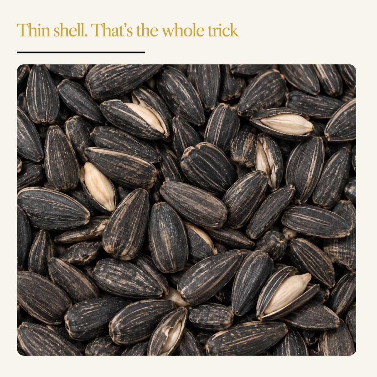 Black Oil Sunflower Seeds for Wild Birds – High Oil, Non-GMO