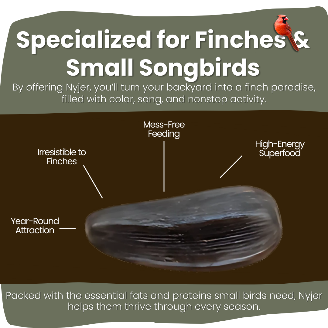 Nyjer Seed