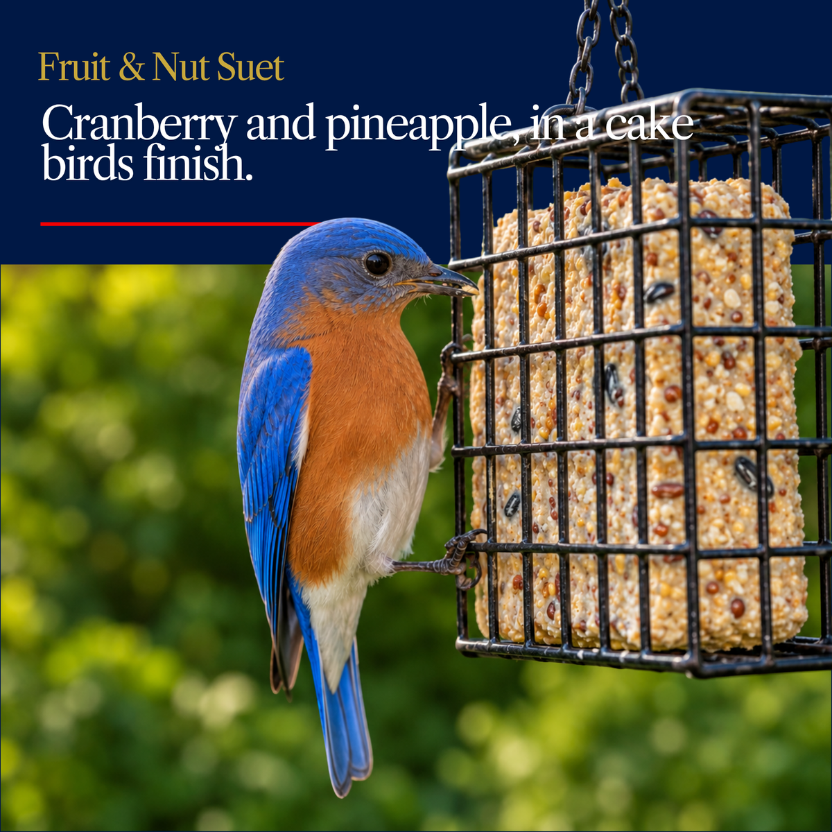 Fruit & Nut Suet Cake – Cranberry, Pineapple & Mixed Grain Bird Suet
