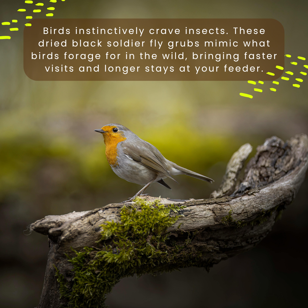 Bird Grub Pack