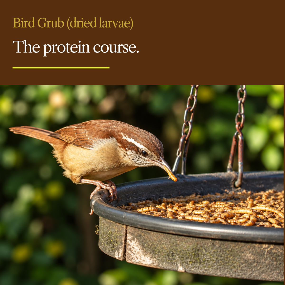 Bird Grub Wild Bird Food – Black Soldier Fly Larvae & Insect Protein Blend