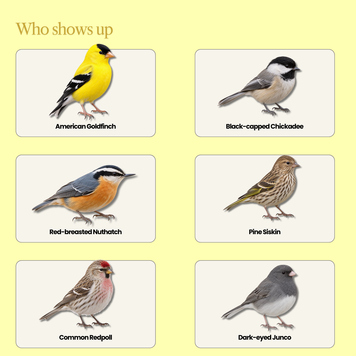 Sunflower Chips for Wild Birds – Shell-Free Black Oil Sunflower Kernels