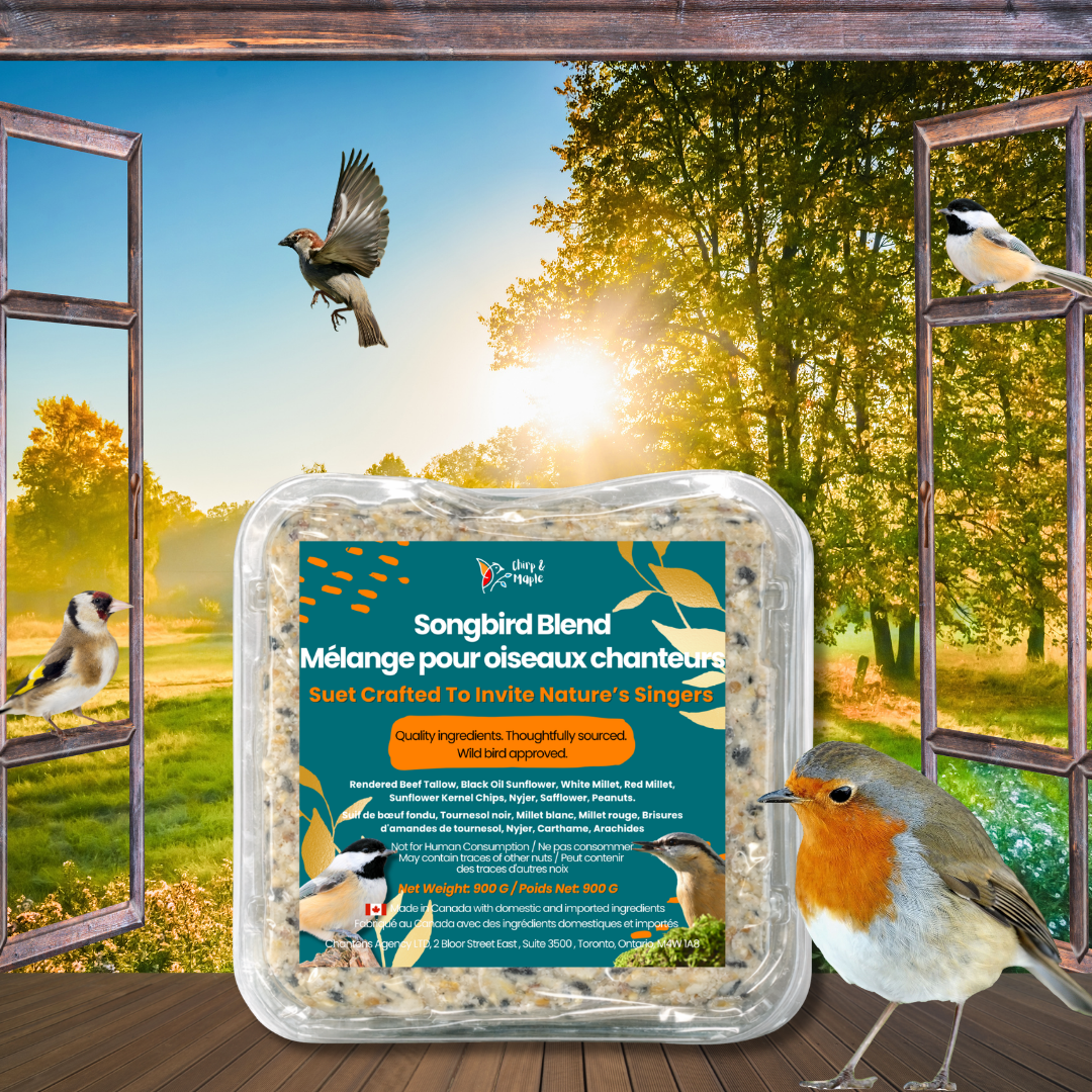 Songbird Blend Suet Pack