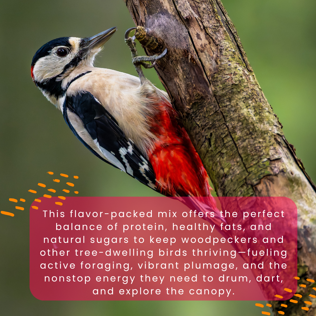 Woodpecker’s Wonder Suet Pack
