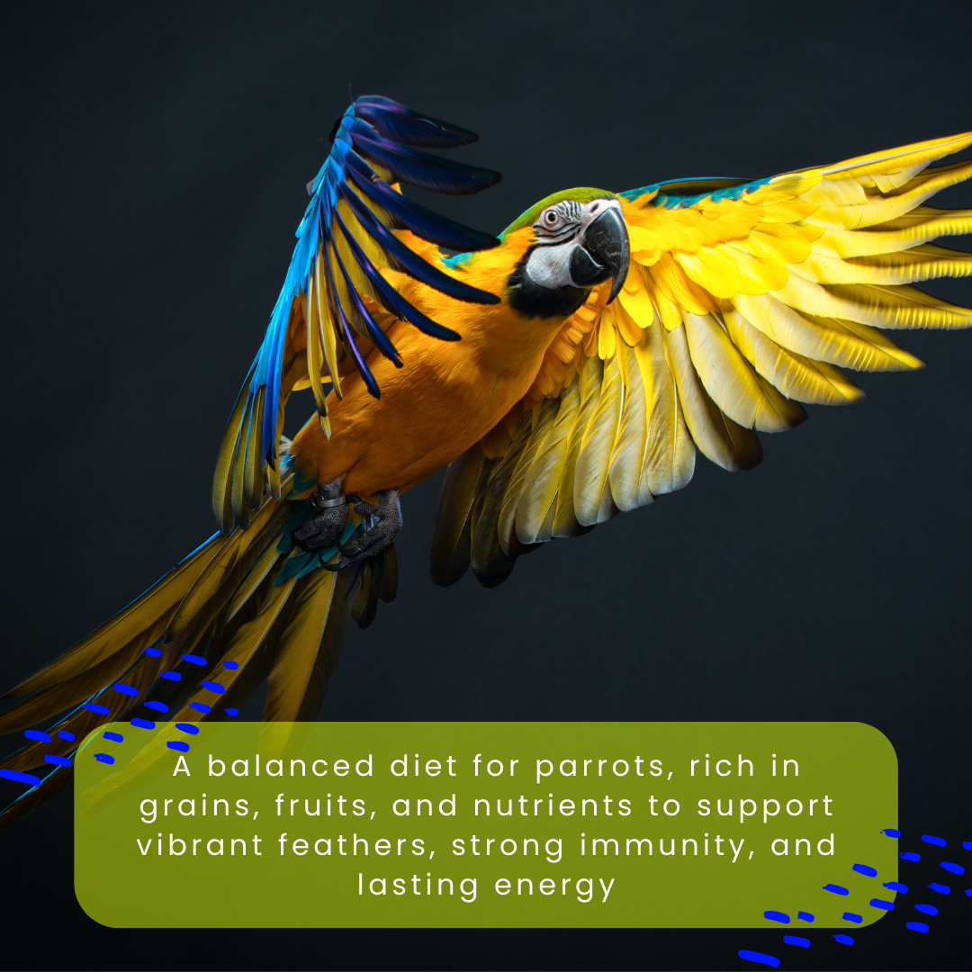 Parrot Food – Complete Daily Nutrition