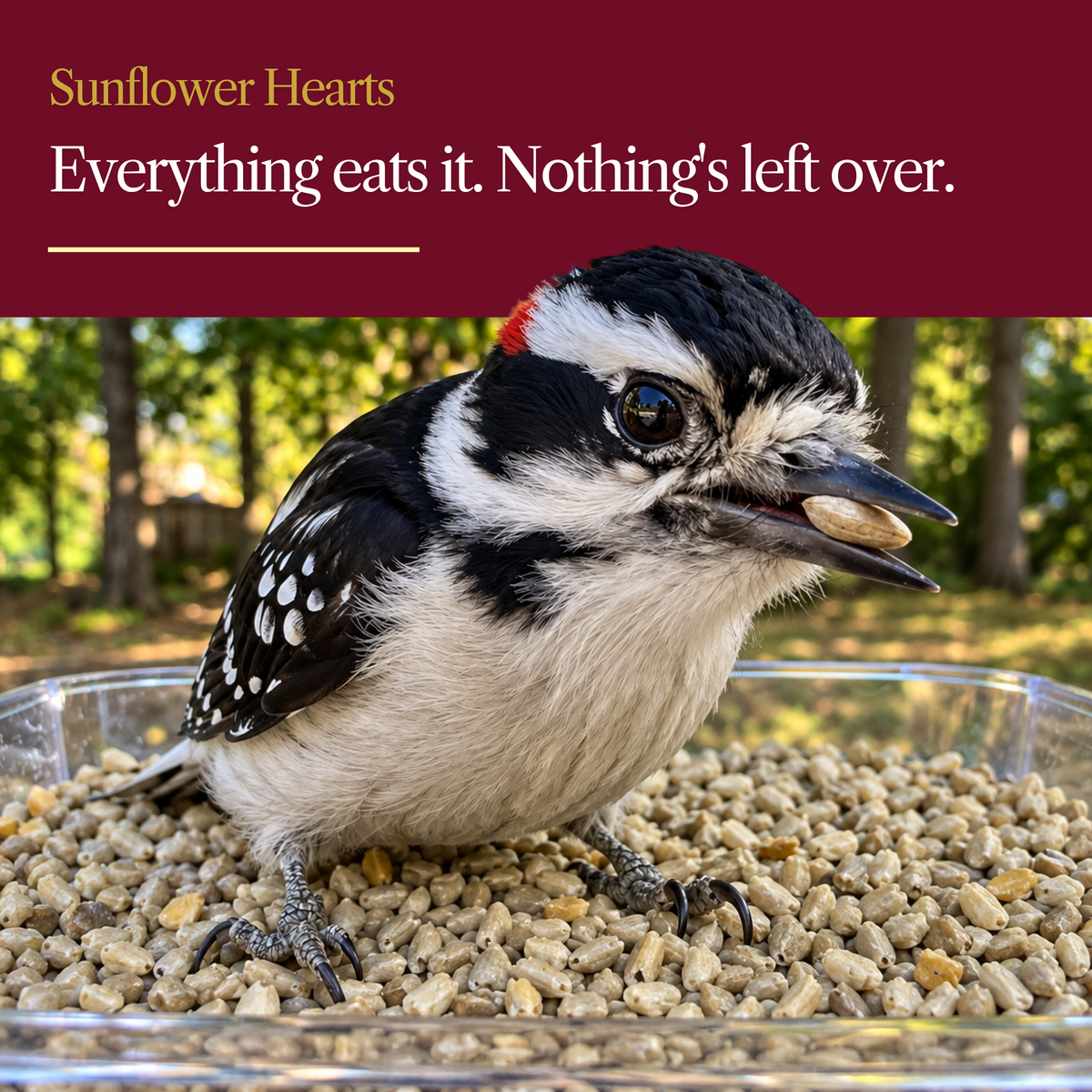 Sunflower Hearts for Wild Birds – Shell-Free, 100% Whole Sunflower Kernels
