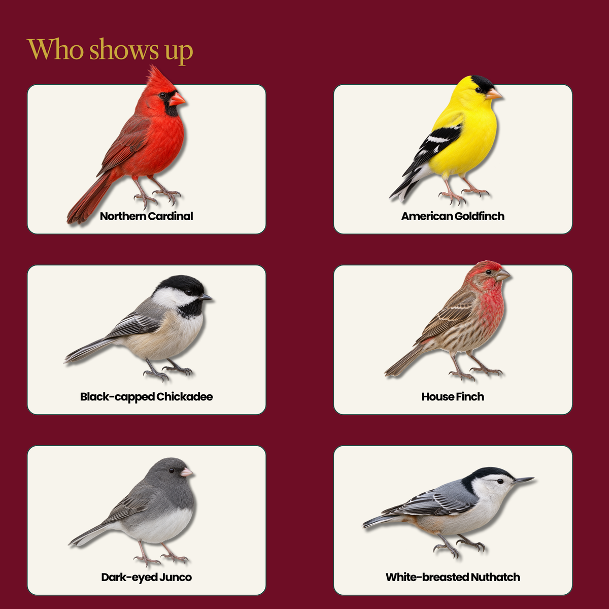 Sunflower Hearts for Wild Birds – Shell-Free, 100% Whole Sunflower Kernels