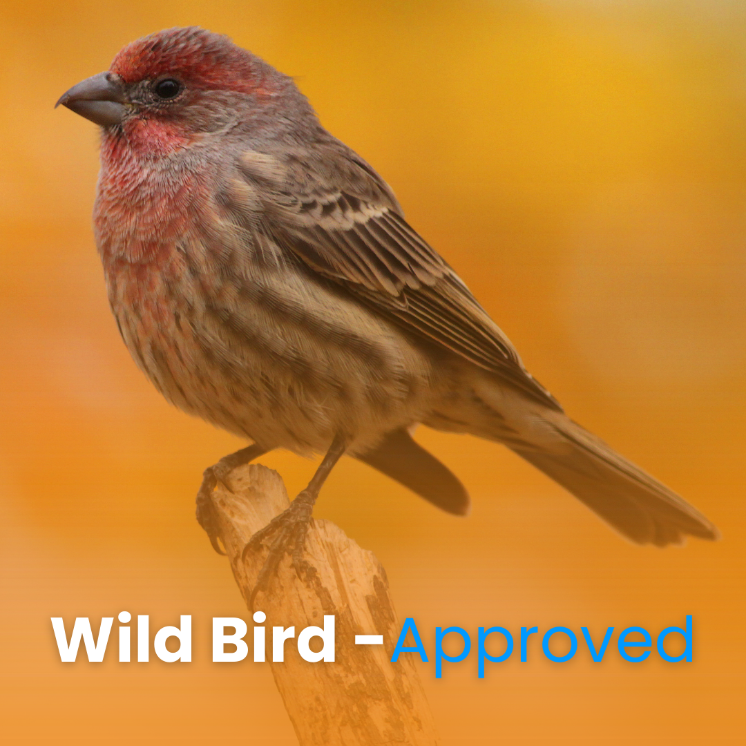Finch & Songbird Vitality