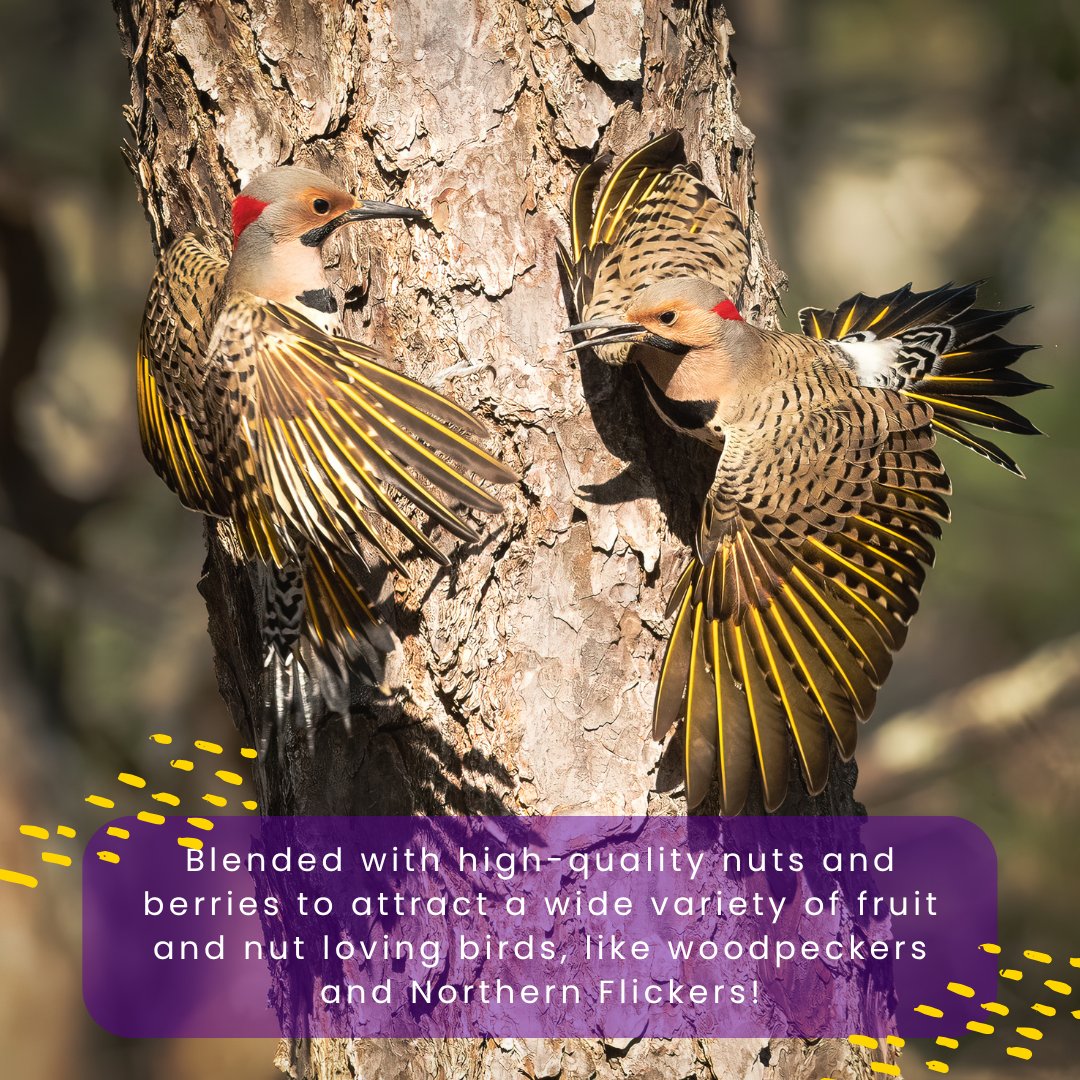 Berry & Nut Suet Pack
