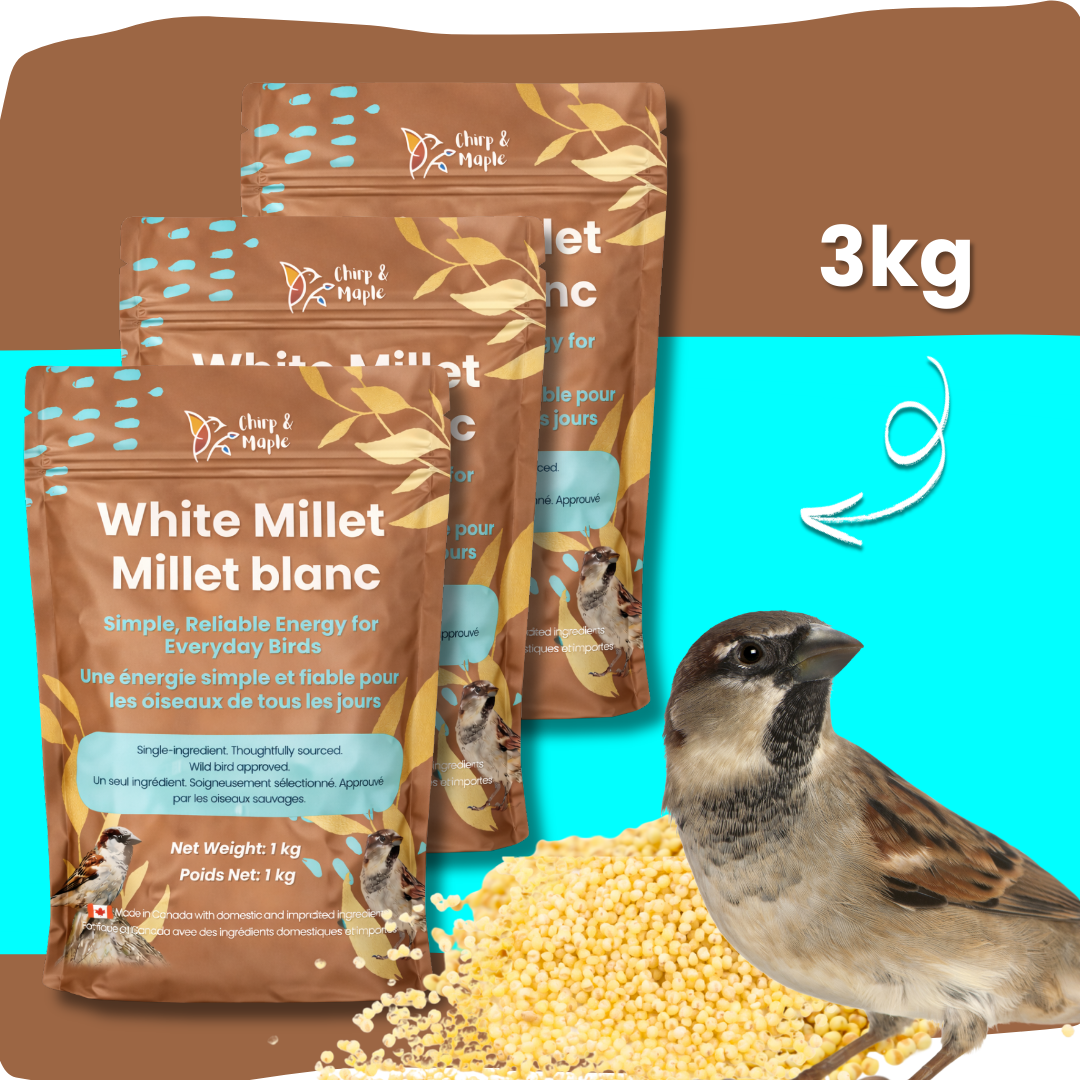 White Millet