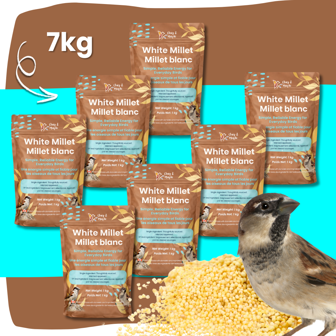 White Millet