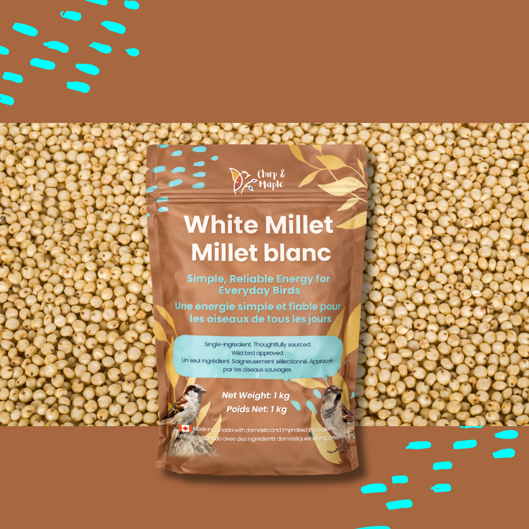 White Millet