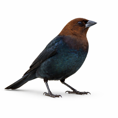 Bird with brown and blue plumage on a white background