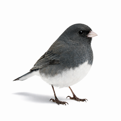 Gray and white bird on a white background