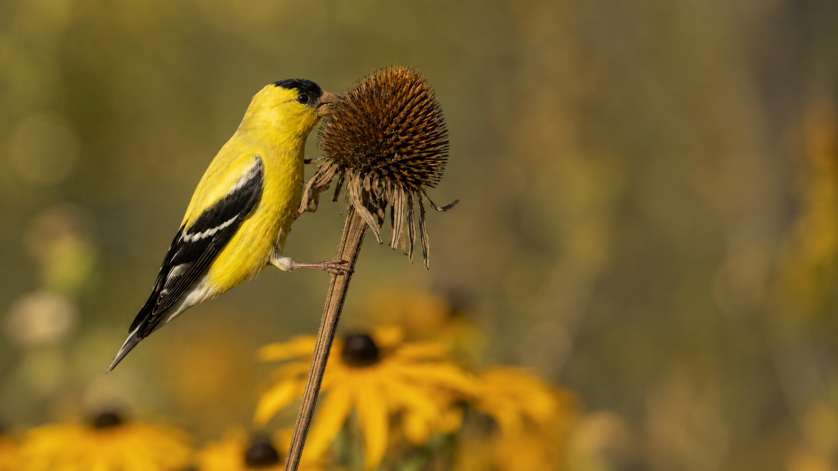 The Ontario Gardener's Late-Summer Guide to Native Plants That Feed Birds — With or Without a Feeder