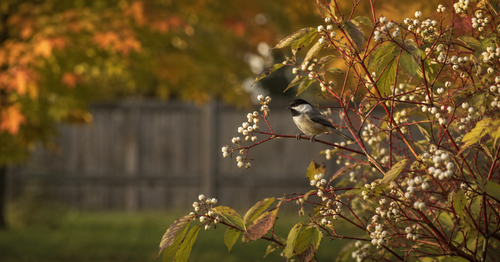 A black-capped chickadee perched on a red osier dogwood branch with white berries in an autumn backyard.
