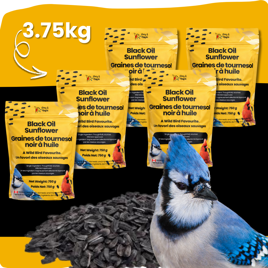 Black Oil Sunflower