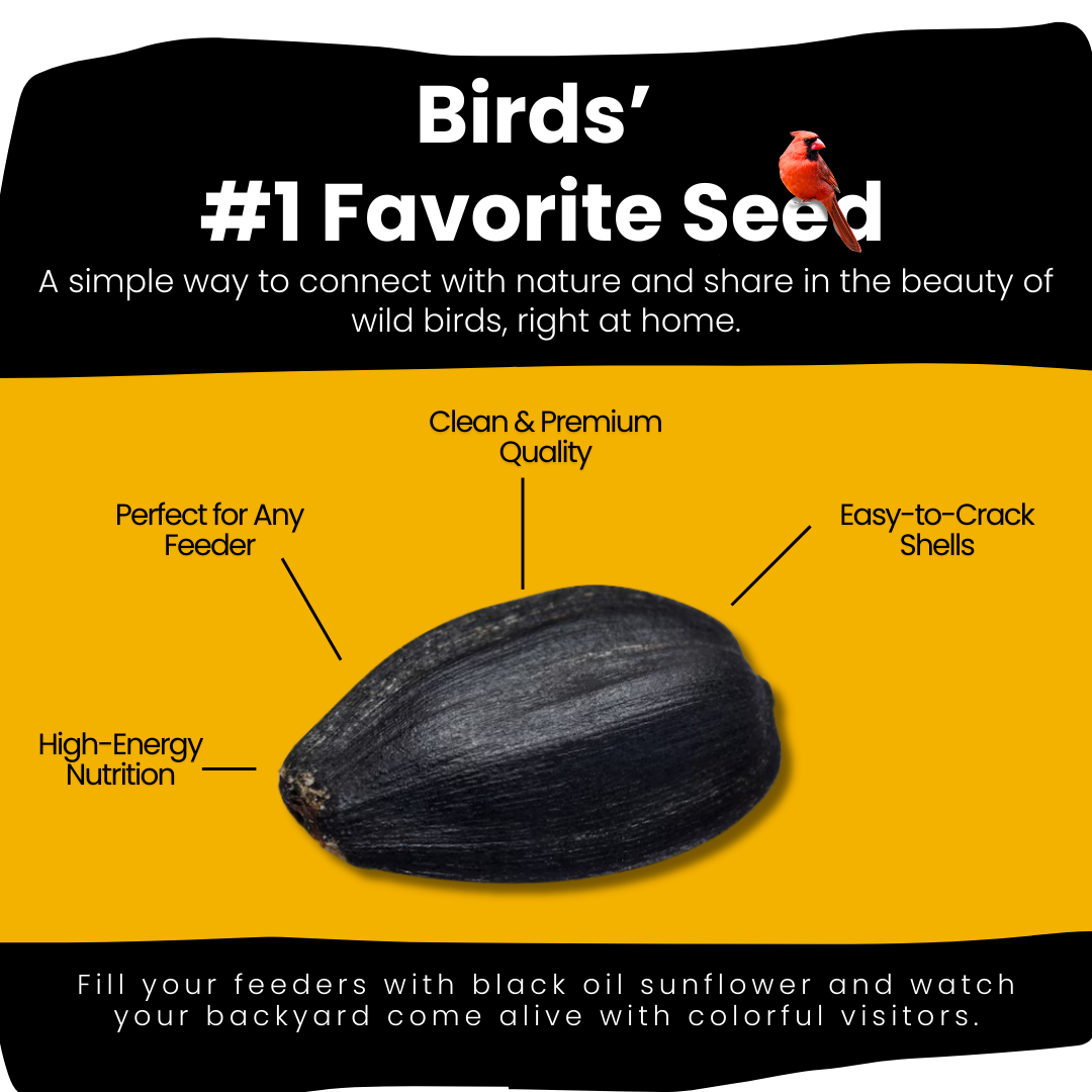 Black Oil Sunflower