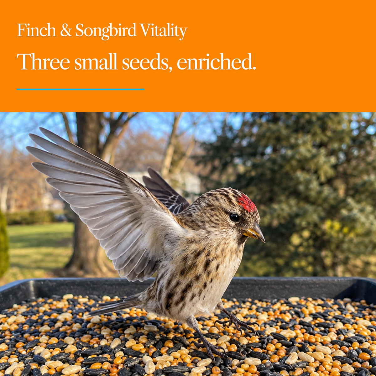 Finch & Songbird Vitality Seed Mix – Enriched Blend for Small Backyard Birds