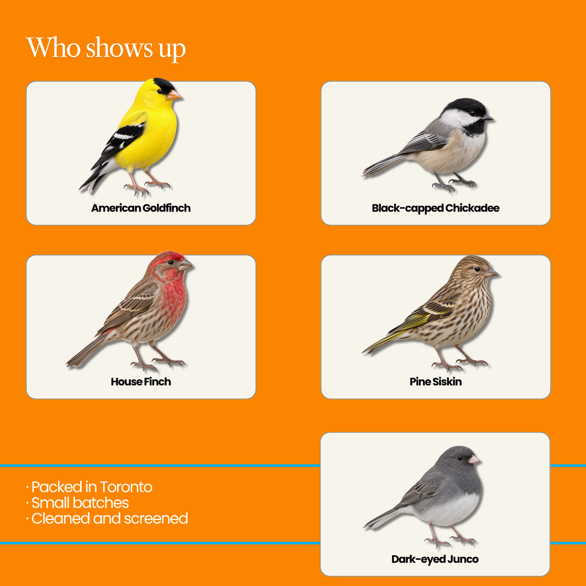Finch & Songbird Vitality Seed Mix – Enriched Blend for Small Backyard Birds