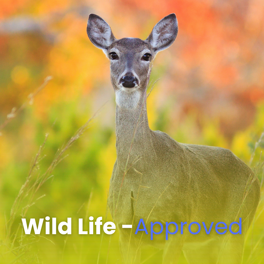 Cut Corn