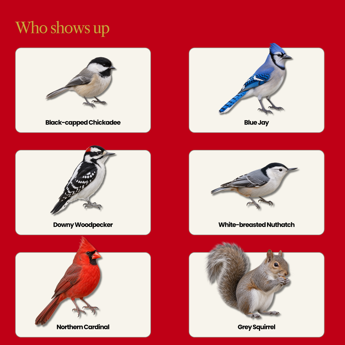 Peanuts for Wild Birds – High Protein, No Salt or Additives