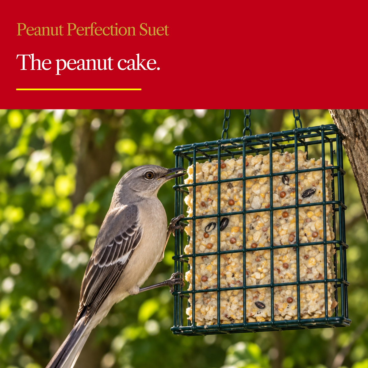 Peanut Perfection Suet Cake – 100% Premium Peanut Suet for Wild Birds