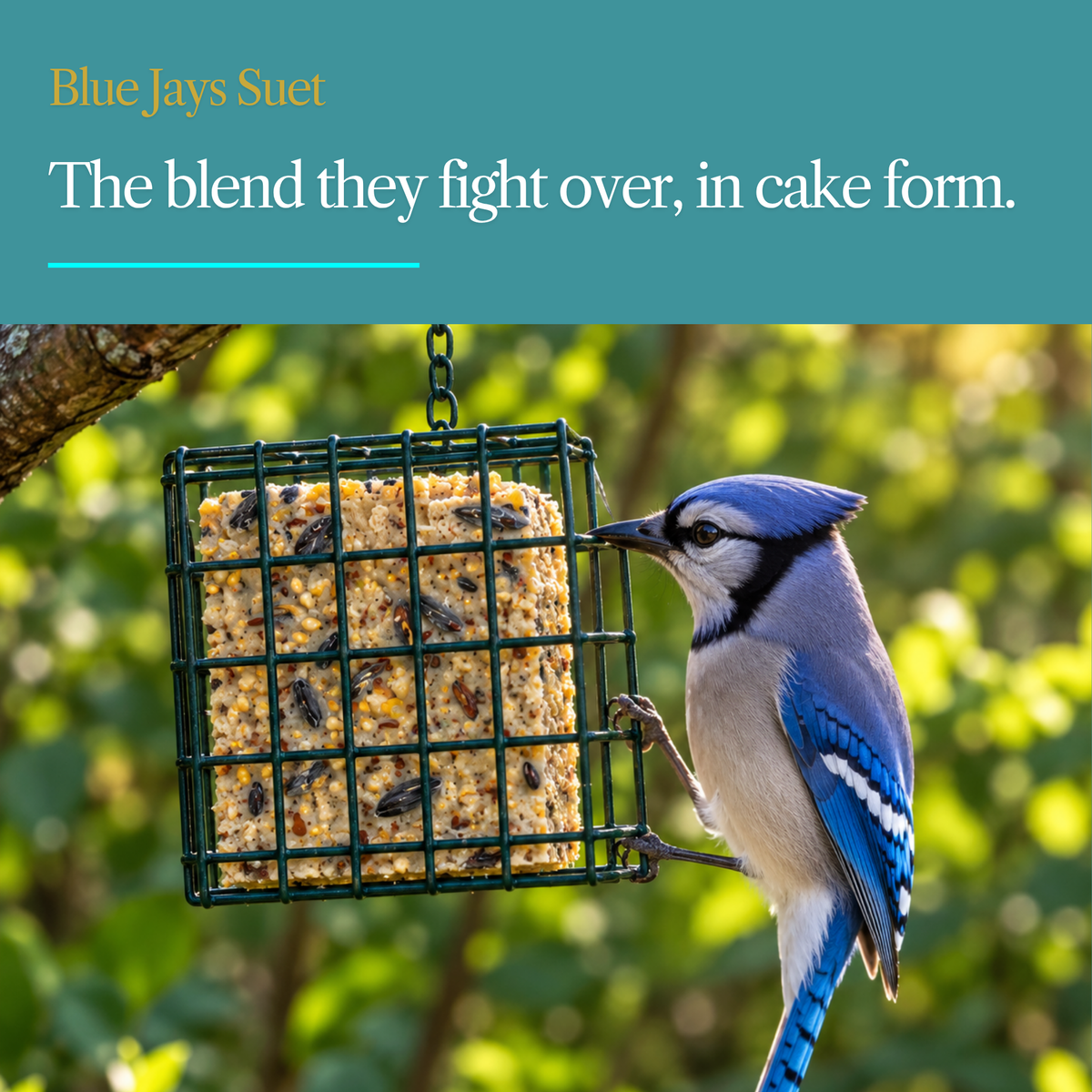 Blue Jays Suet Cake – Corn, Sunflower & Peanuts for Jays