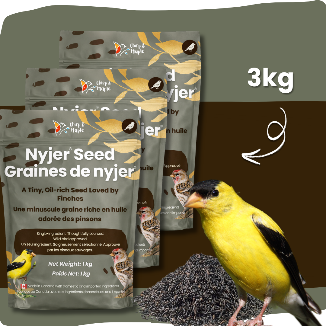 Nyjer Seed