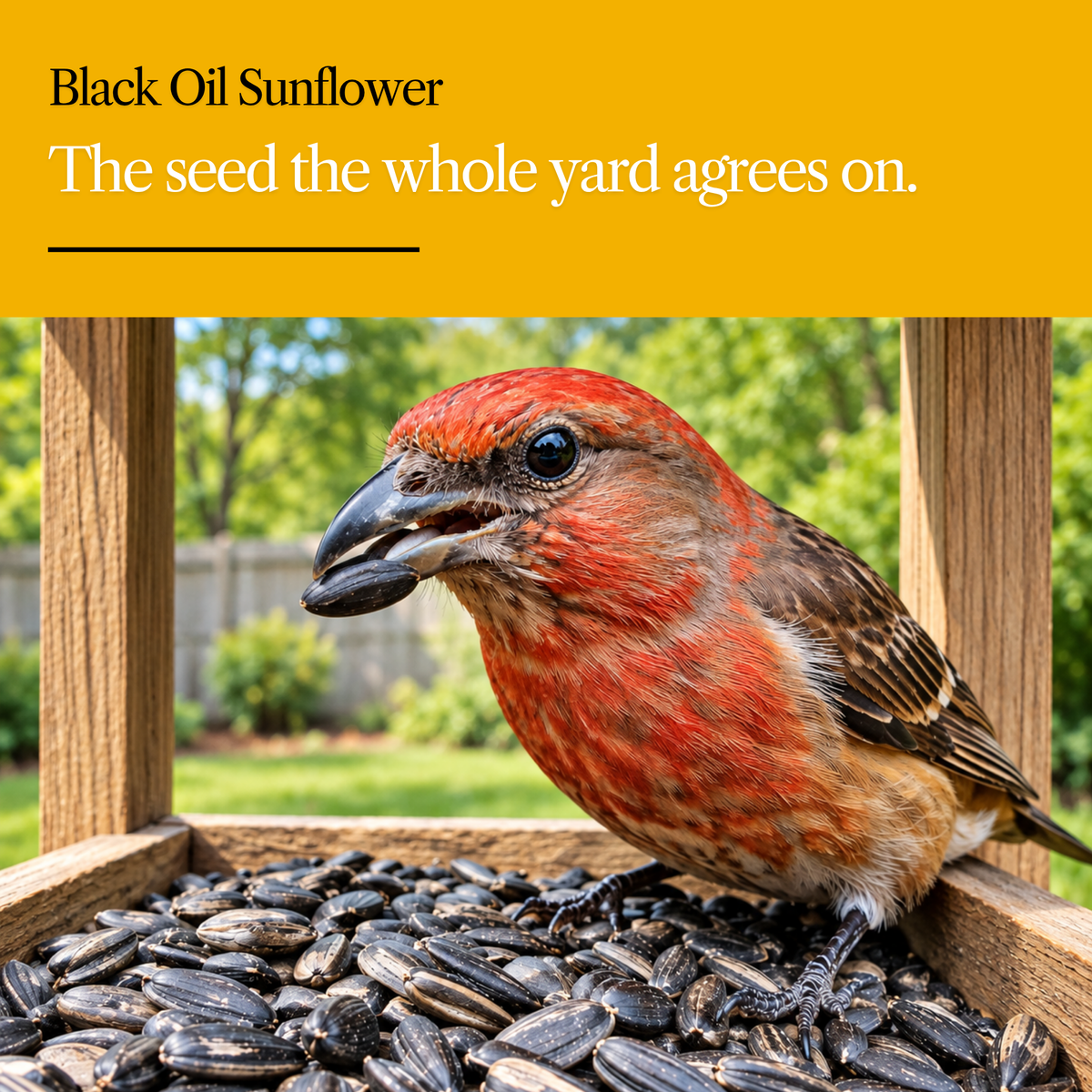 Black Oil Sunflower Seeds for Wild Birds – High Oil, Non-GMO
