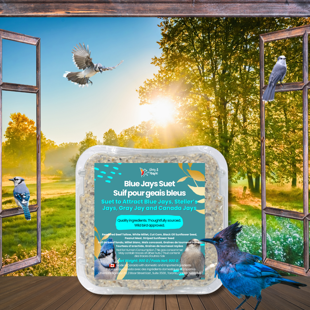Blue Jays Suet Pack