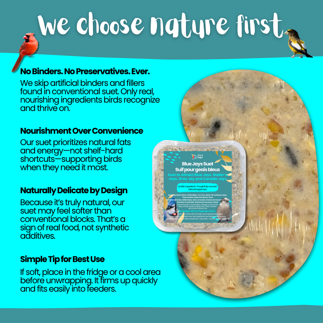 Blue Jays Suet Pack