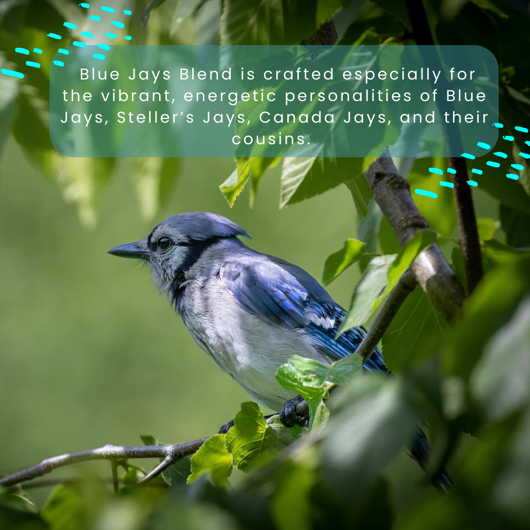 Blue Jays Blend