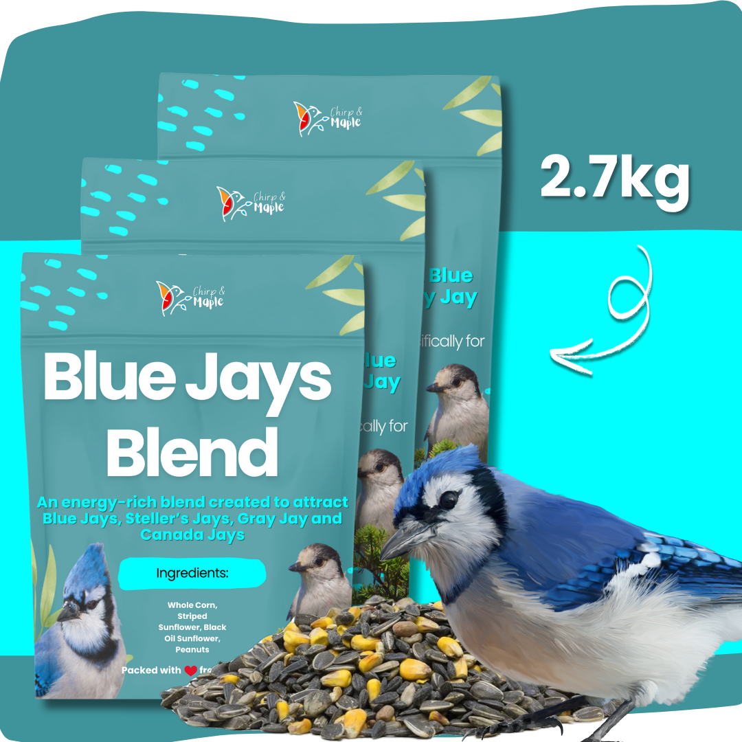 Blue Jays Blend