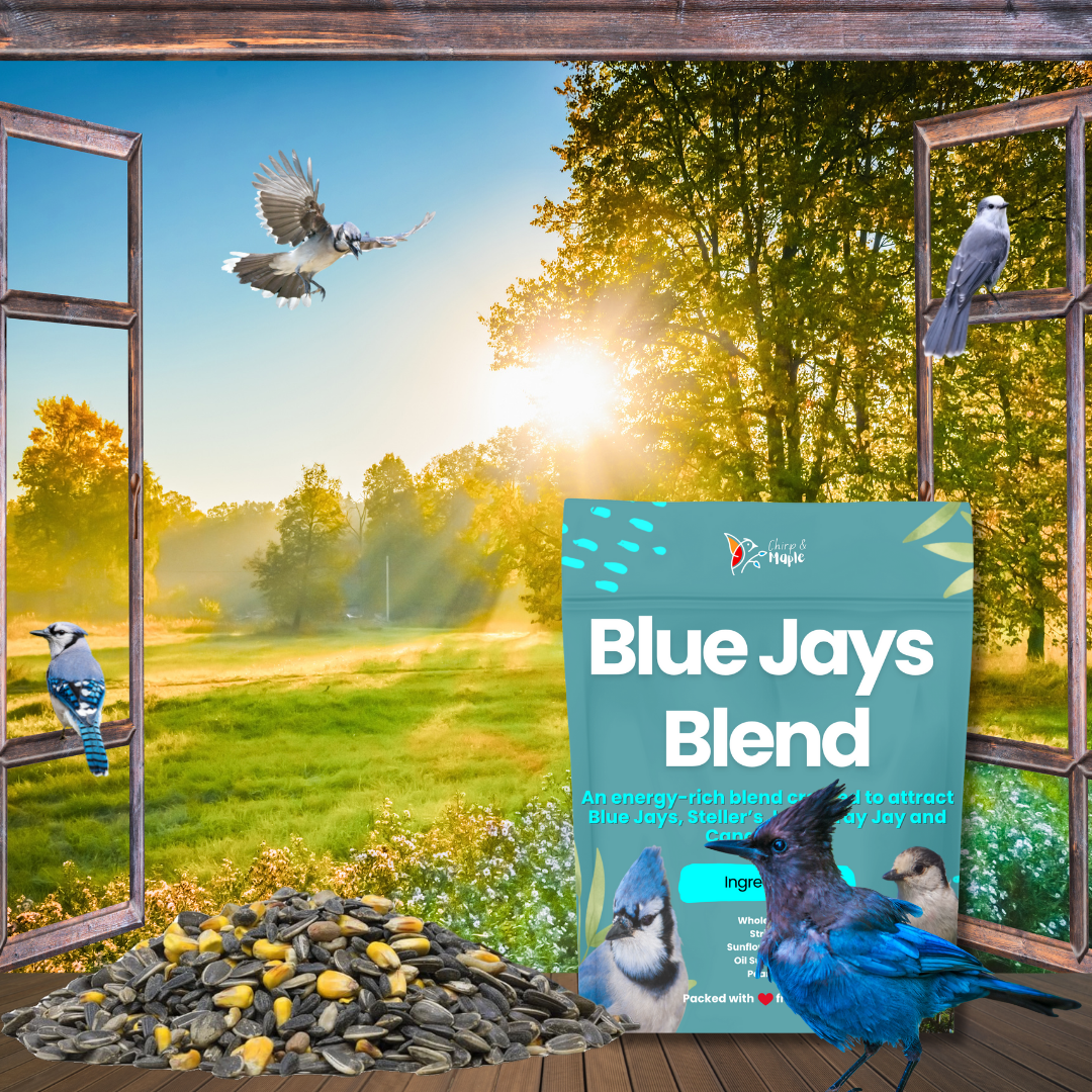Blue Jays Blend