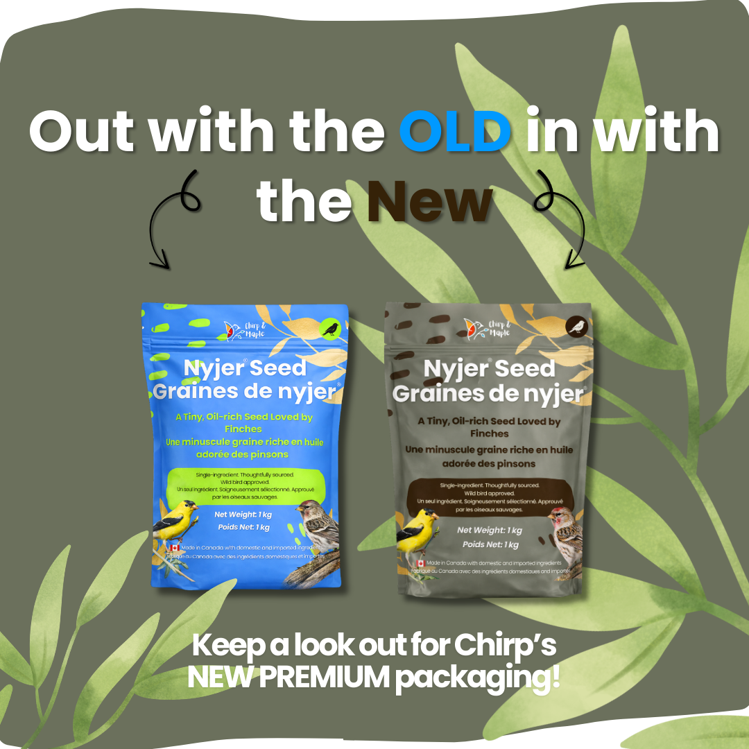 Nyjer Seed