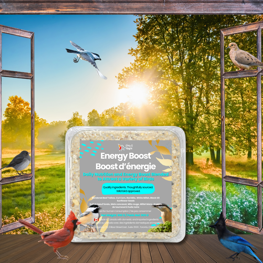 Energy Boost Suet Pack