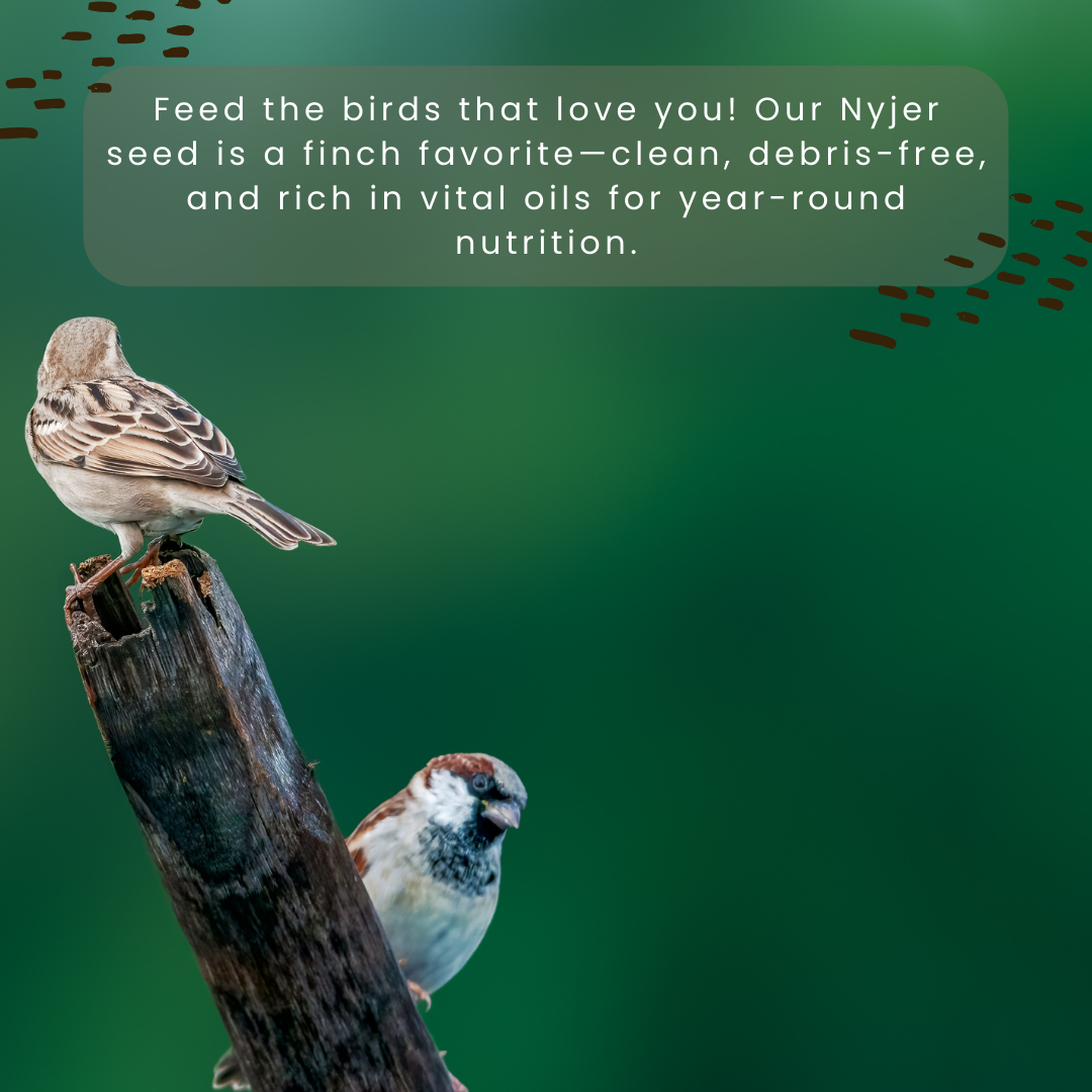 Nyjer Seed
