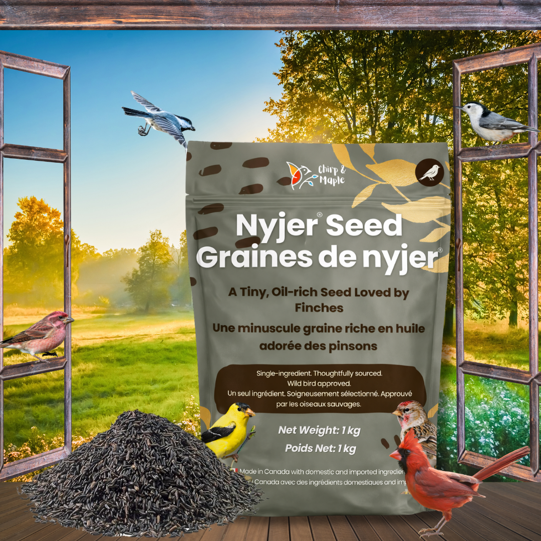 Nyjer Seed