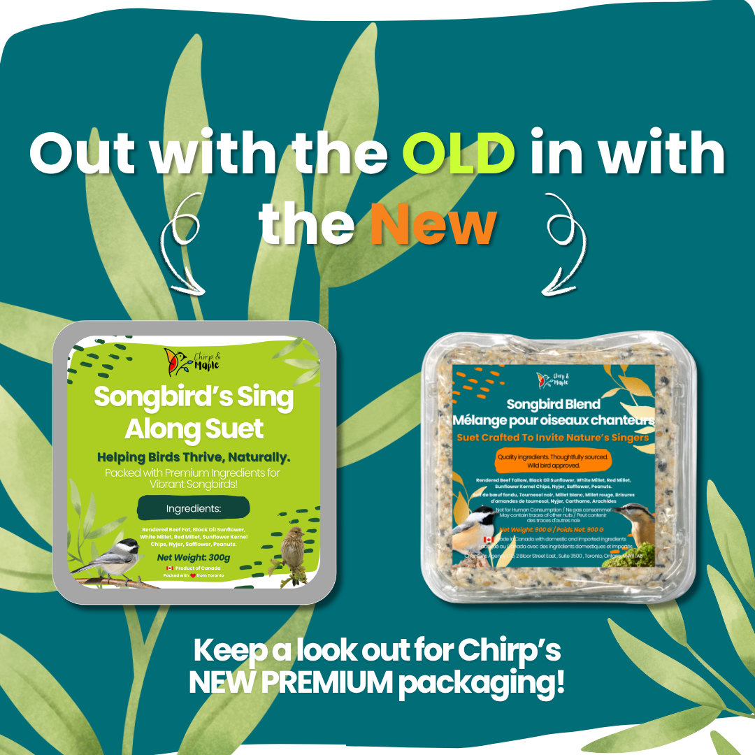 Songbird Blend Suet Pack