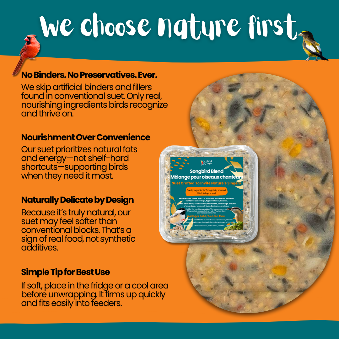 Songbird Blend Suet Pack